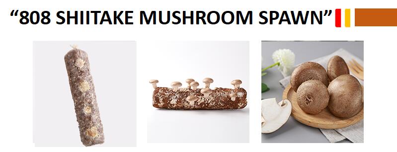 Organic fruiting neatly shiitake mushroom spawn grow bags