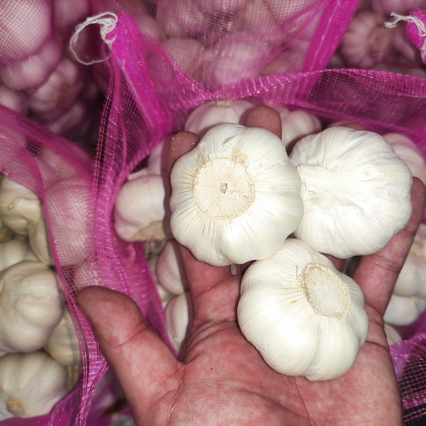 pure white garlic 10_副本.jpg