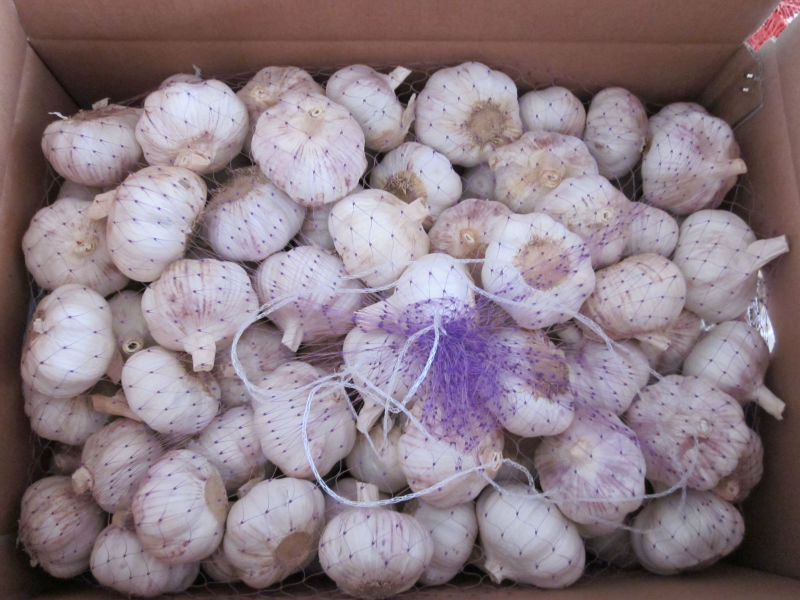 Wholesale 2021 Fresh Dry White Garlic From China Garlic Manufacturers 2 buyers