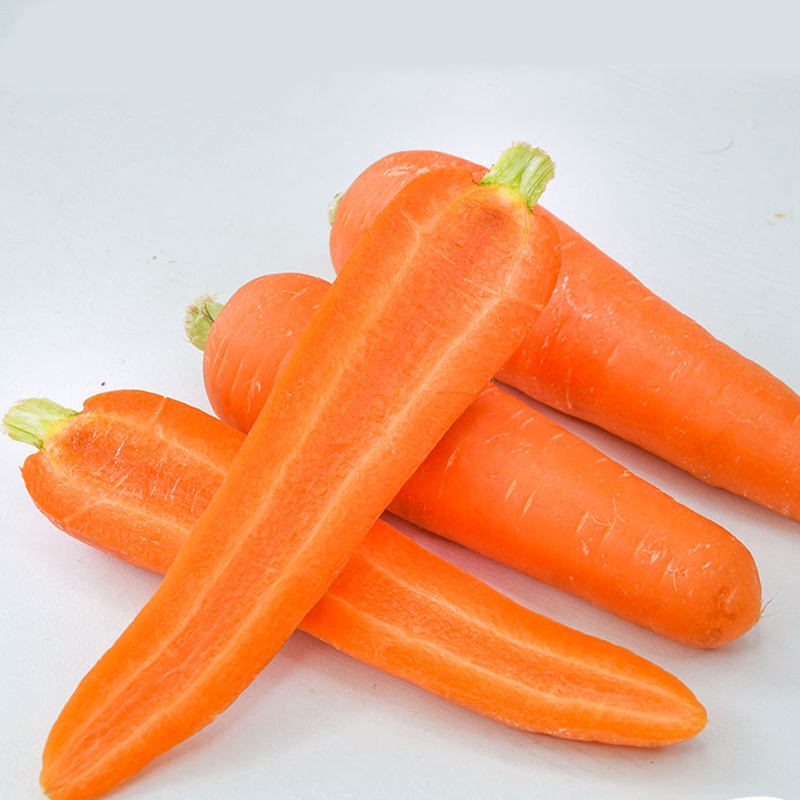 Best Quality Fresh Carrot / New Harvest Carrot
