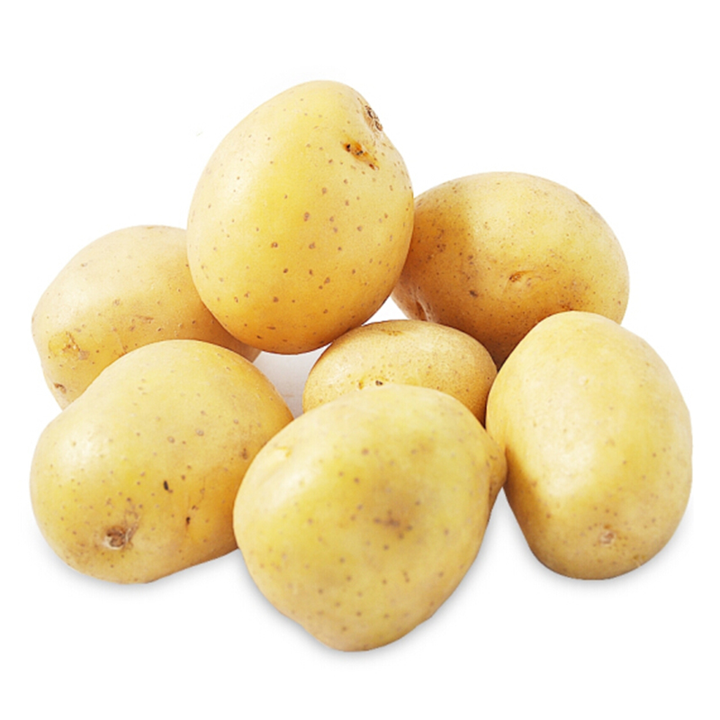 منفذ المصنع عالي الجودة بكميات كبيرة من البطاطس الطازجة الحاصلة على شهادة دولية