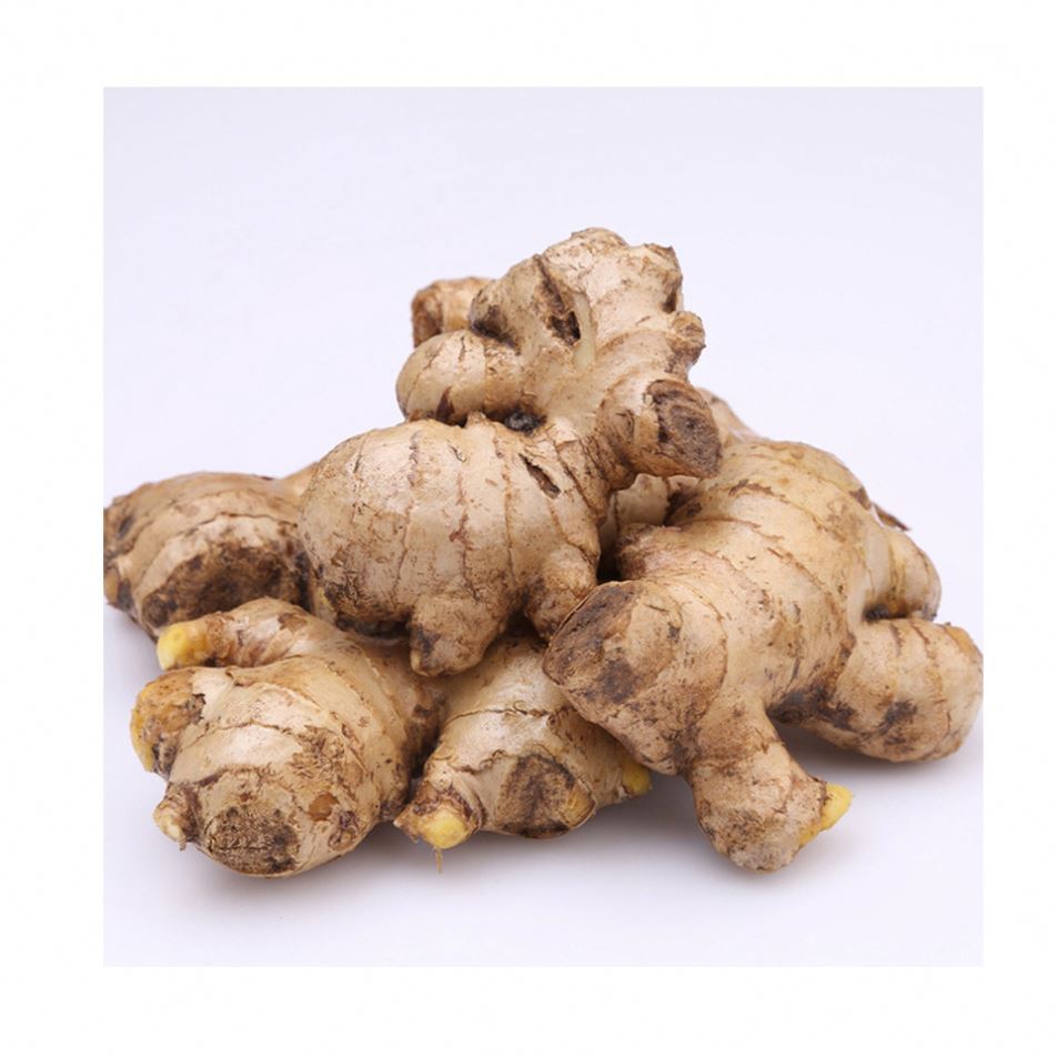 Export Price 1kg China Mature Fresh Ginger