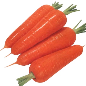 umbelliferous vegetables product type and carrot with good quality