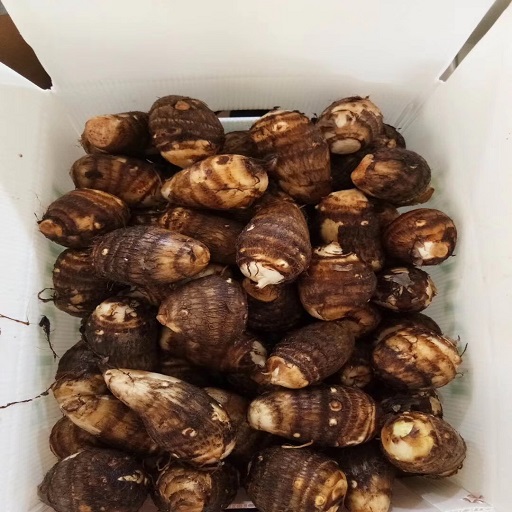 Xuất khẩu khoai môn vụ mới nhất, bán buôn khoai môn, Malanga tươi Colocasia/ khoai môn/ Eddo Esculent trong mùa