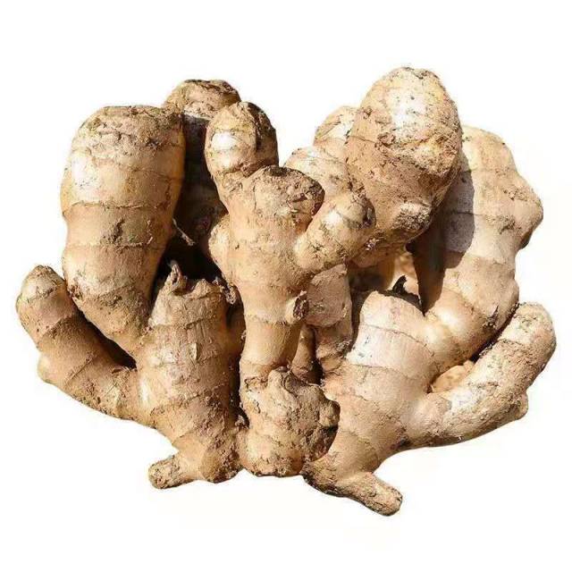 High standard seasonal vegetables fresh high-quality ginger shandong seasonal ginge
