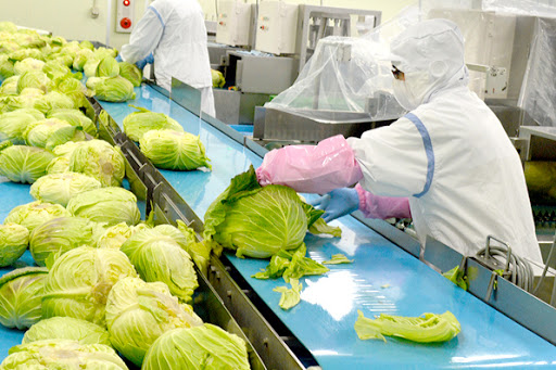 Budidaya lettuce kol seger kualitas dhuwur karo paling laris saka Viet Nam
