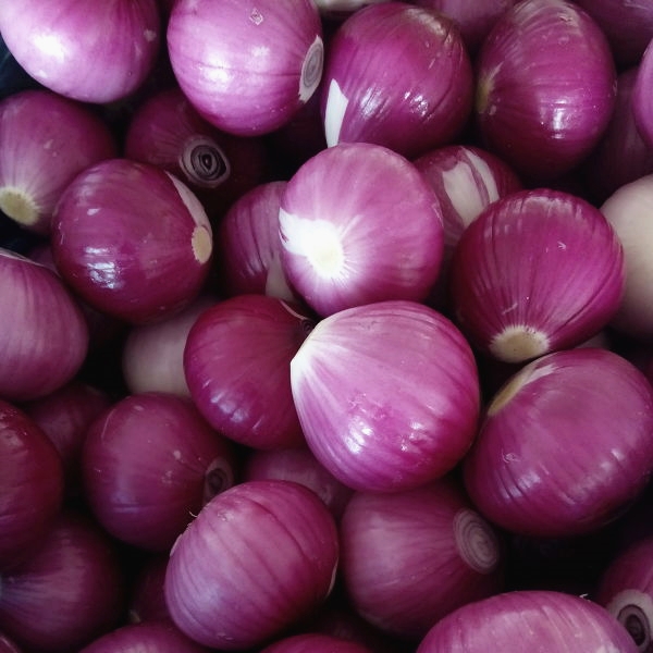 Cebollas peladas frescas chinas de alta calidad 2020 Cebolla roja pelada fresca a la venta