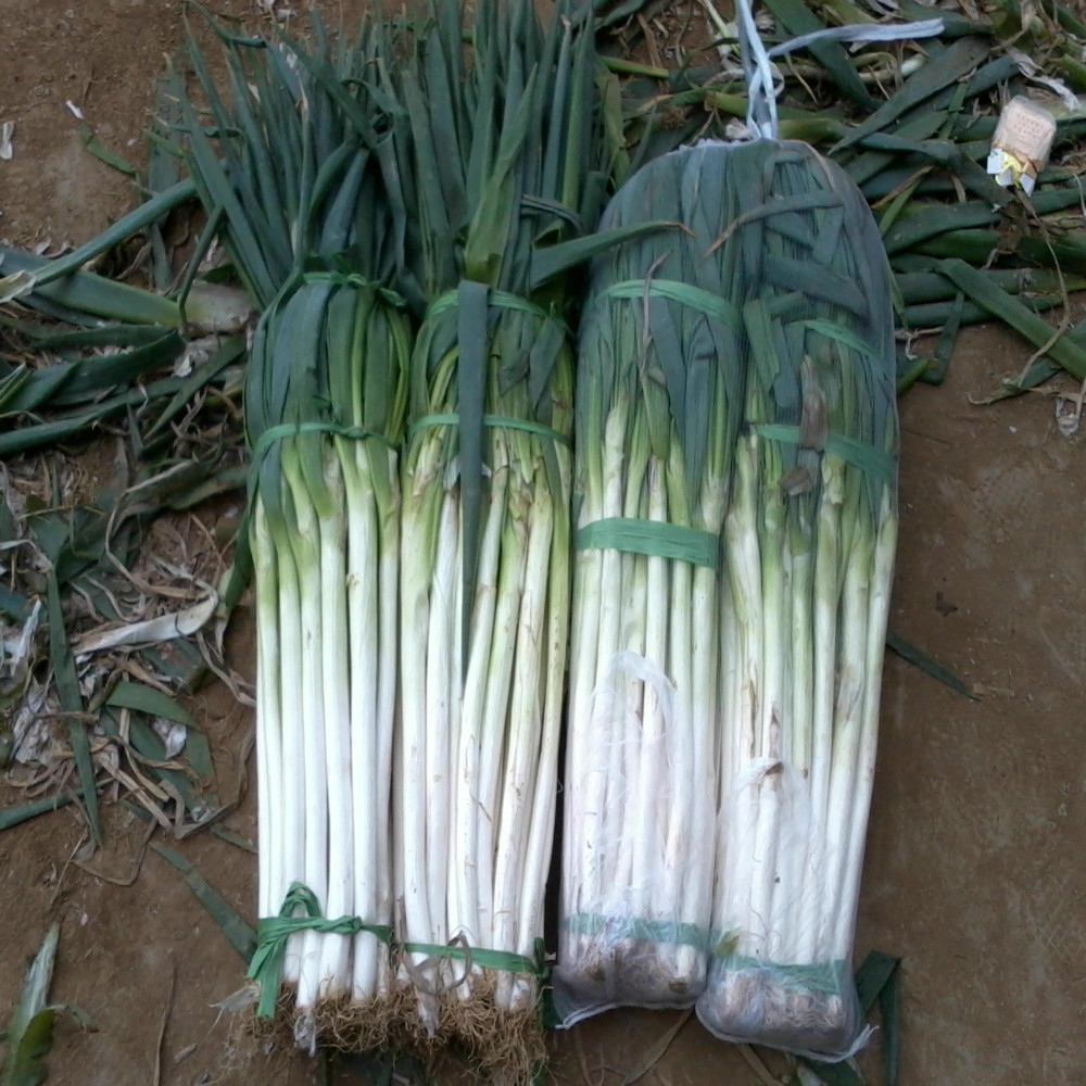 Китайский длинный зеленый свежий лук