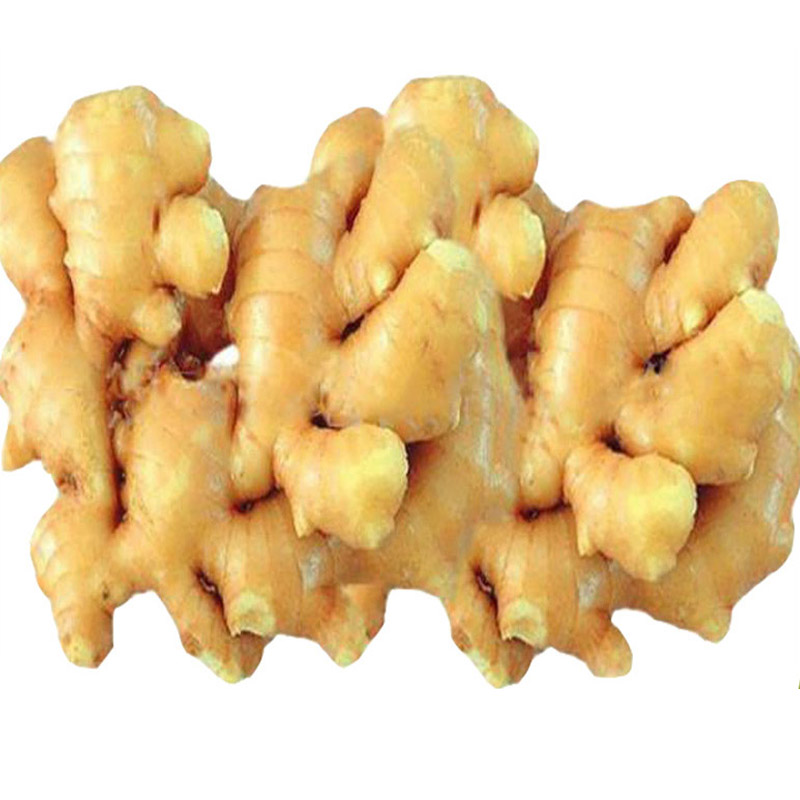 China Export Price 1kg China Mature Fresh Ginger