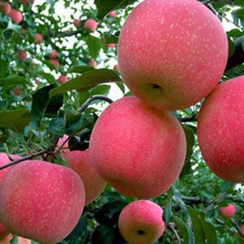 china red delicious apple delicious fresh fuji apples