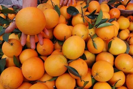 ผลไม้สีส้มสดสำหรับขายส่ง