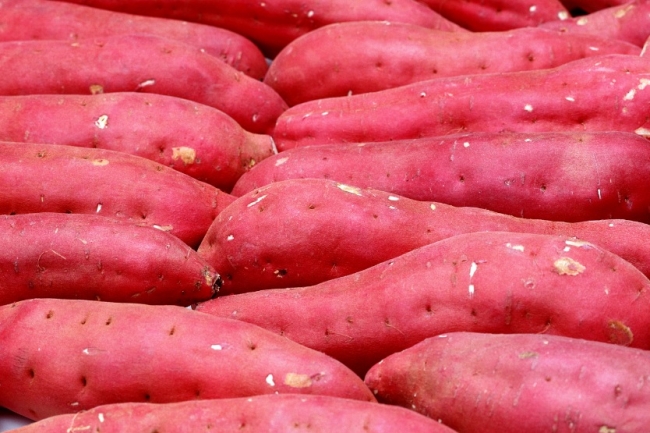 With 3 Months Maturity Top Quality For The Best Sweet Potato Shipping From Vietnam Have COMMON Cultivation Type
