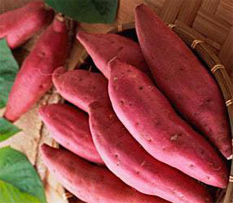 With 3 Months Maturity Top Quality For The Best Sweet Potato Shipping From Vietnam Have COMMON Cu...