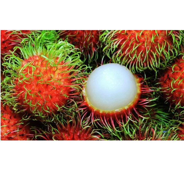 Sweet Organic VIETGAP Certification 6-8 pcs Per Kg Fresh Rambutan Fruit From Vietnam
