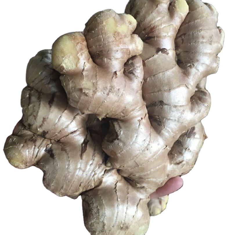 High quality dried fresh ginger market price per ton wholesale Ginger buyers for export in China Ginger
