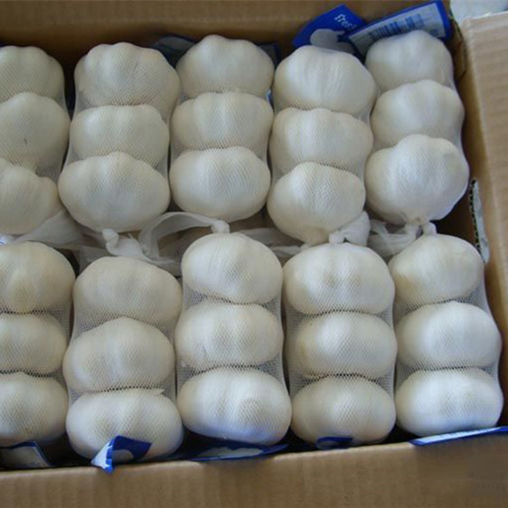 Alho fresco e gengibre importador de alho fresco branco normal preço de alho branco puro na china