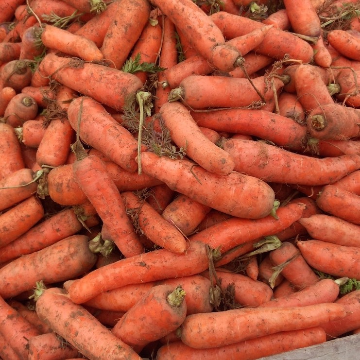 Bulkki halpa tuore porkkana