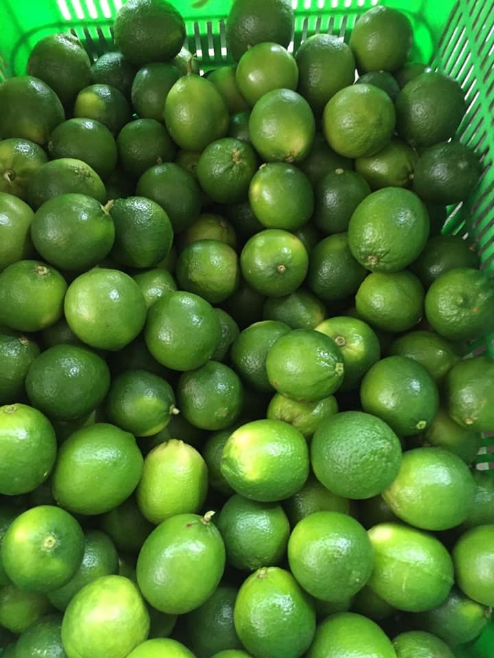 Griene Sour Lime Fresh Citrus Fruit / Fresh Lemon Seedless
