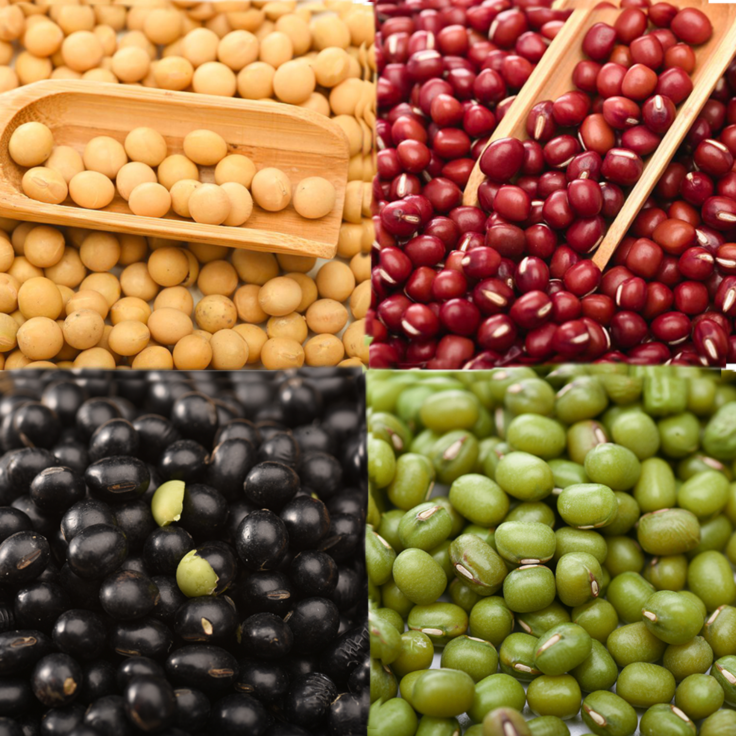 Hochwertige Bio-Sojabohnen aus grünen Mungobohnen und roten schwarzen Sojabohnen im Großhandel