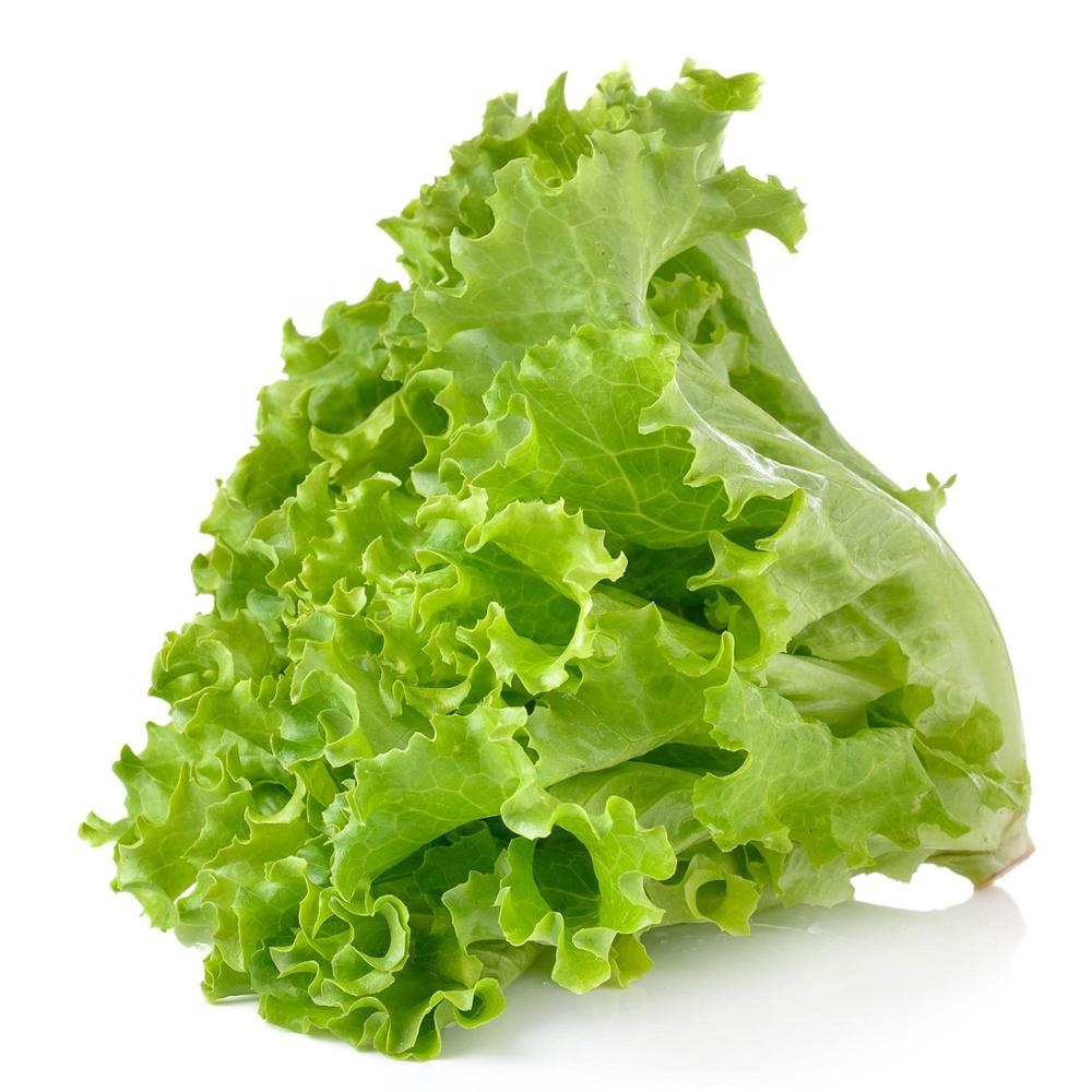 Top Grade iceberg lettuce fresh crop from Germany , Fresh Broccoli for sale best price and Quality