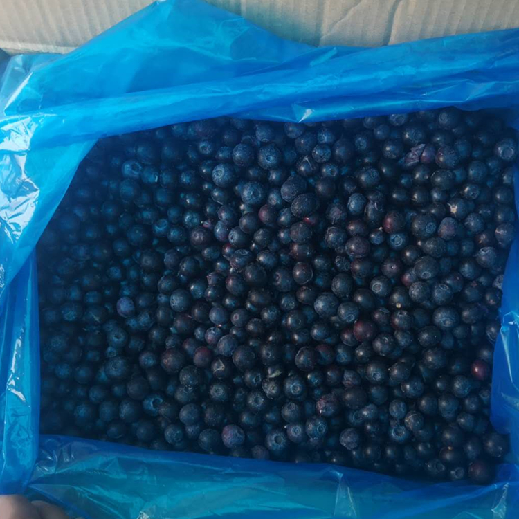 Wholesale Chinese iqf frozen berries blueberry