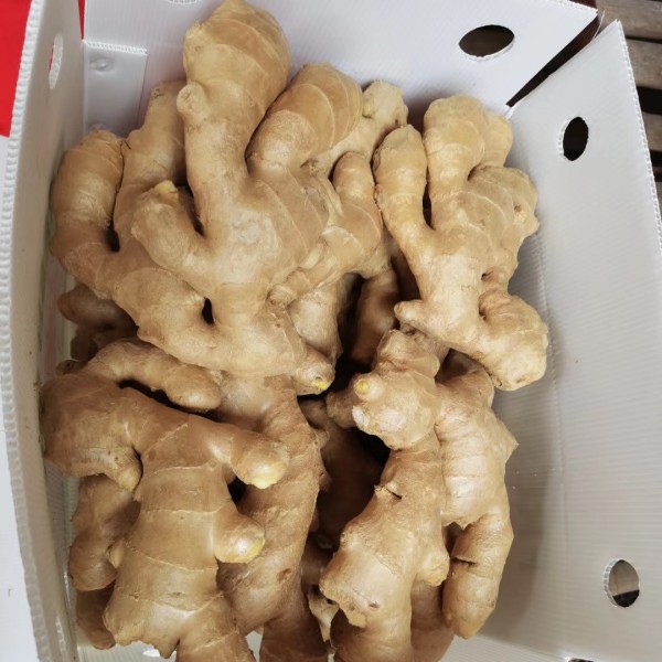High quality ginger air dried ginger in low price Chinese ginger for export