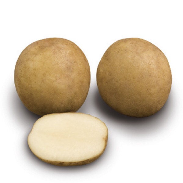 High Quality New Crop Fresh Atlantic Potato Used for Crisps and Chips