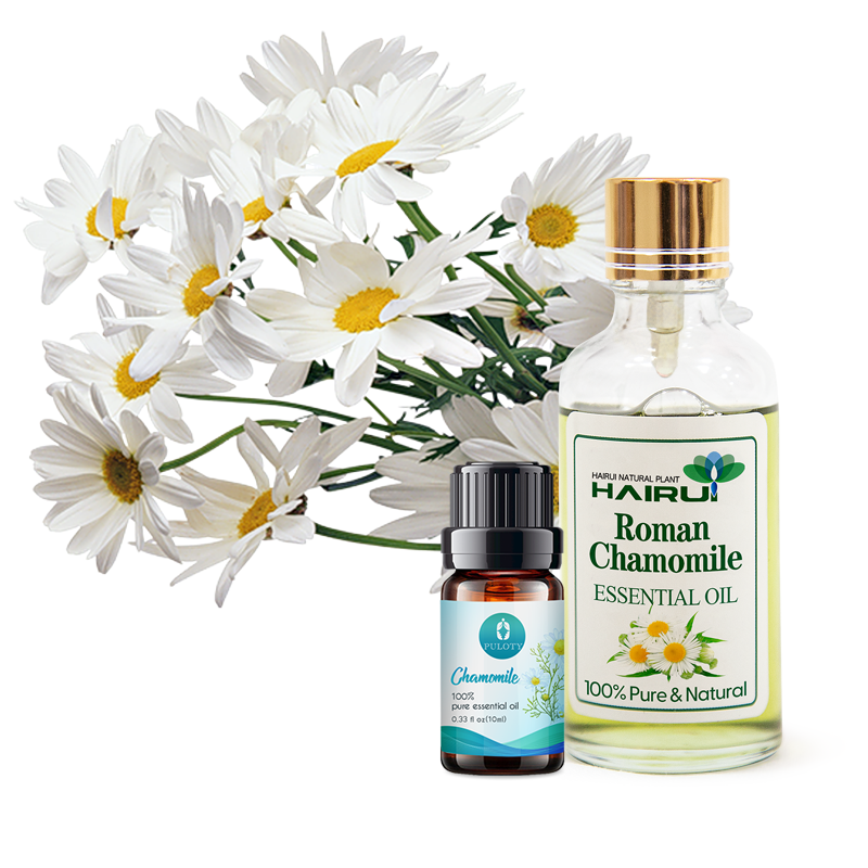 Ang natural nga aromatherapy nga roman chamomile oil makapahupay sa kasakit