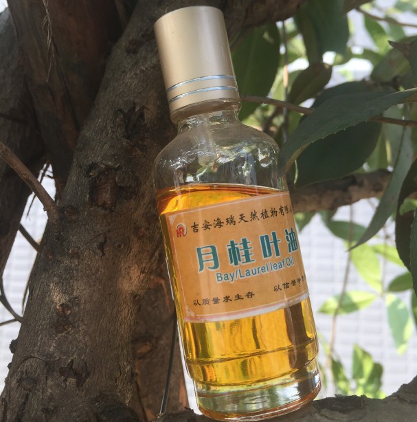 High quality Buchu Leaf oil