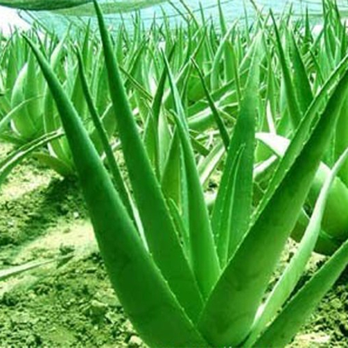 Chinese aloe oil of price for many aspects