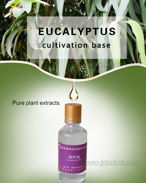 OEM Private Labeling uruhu rwera amavuta Eucalyptus Amavuta Yingenzi