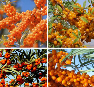 Factory Price Food Grade Pure Sea Buckthorn Seed Oil For Capsule