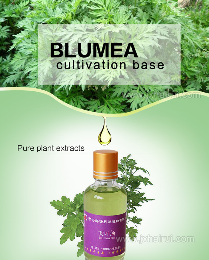 High Purity Food Garde MSDS Blumea Oil For Health Treatment
