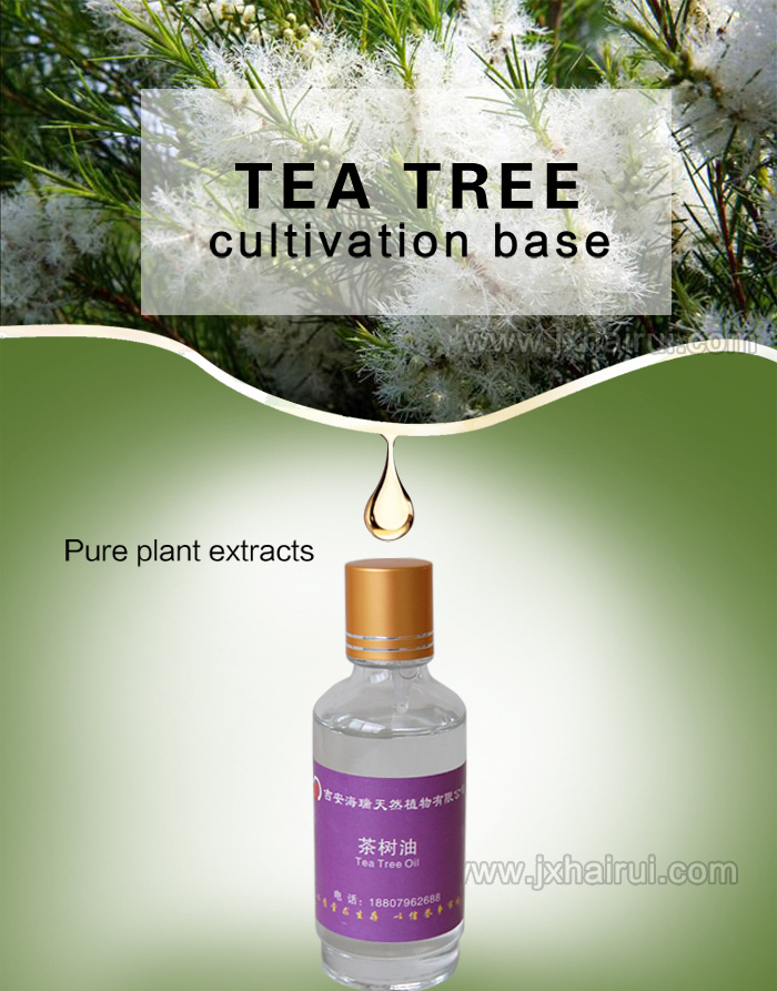 Pure Tea Tree-ekstraksje essensjele oalje foar it fuortheljen fan litteken