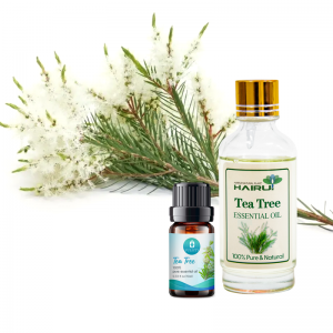 Hurtownia kosmetycznych olejków eterycznych z drzewa herbacianego Trądzik Środek antybakteryjny Olejek z drzewa herbacianego