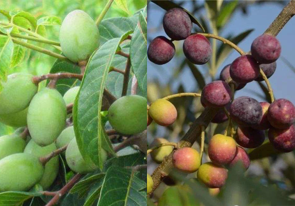 Olive Insights: Suauʻu Olive vs. Eai Olive
