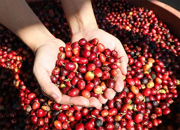 A Comprehensive Guide on Choosing Coffee Beans for Beginners